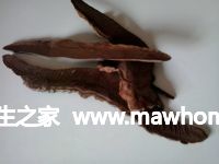 備好靈芝