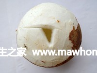 椰汁燉花膠的做法