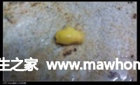 冰糖蓮子花膠的做法