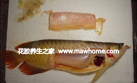 花膠是魚的哪個部位?魚膠是魚的什么部位?