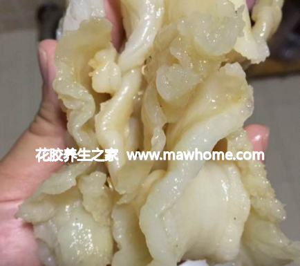 鱈魚膠