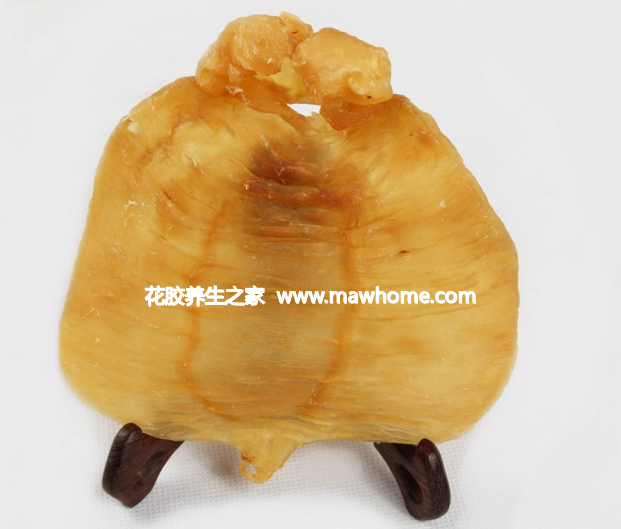 赤嘴魚膠