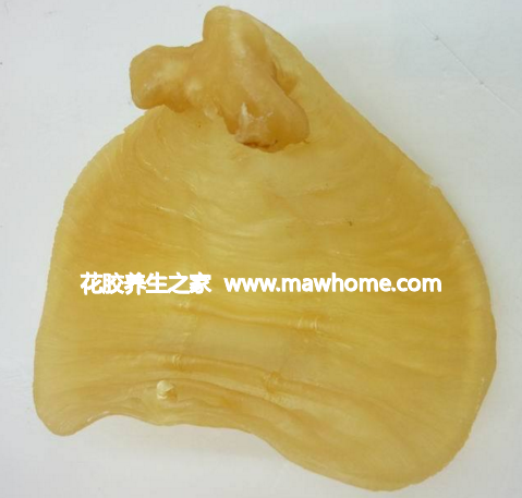 赤嘴魚膠