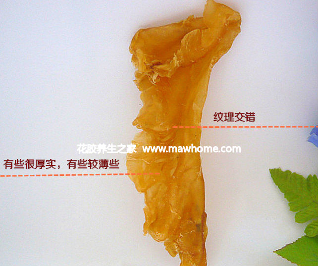 鱉花膠