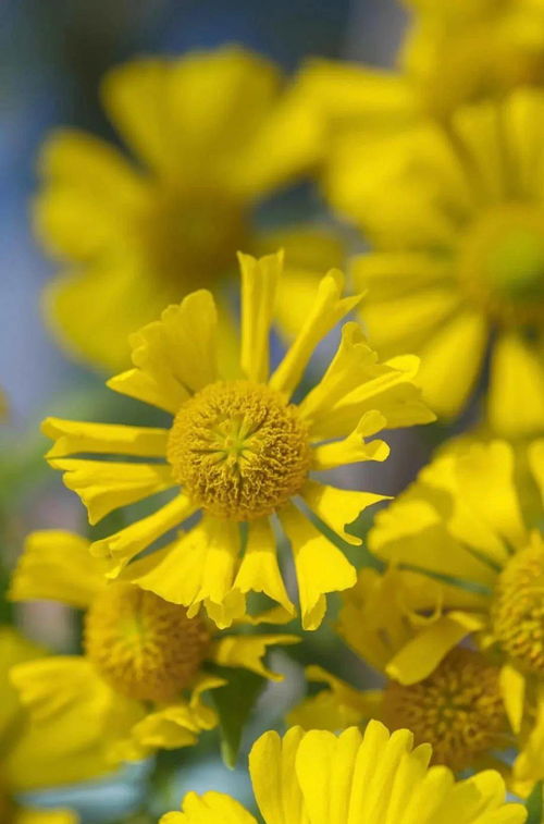 早上好 送您一束小黃花