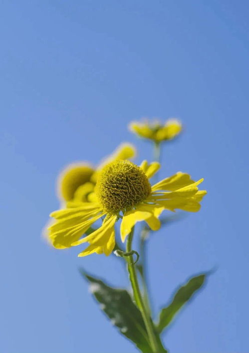 黃花膠幾年的比較好、黃花膠幾a