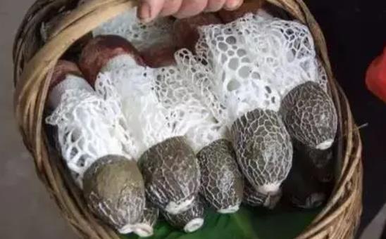 竹蓀可以和羊肉一起吃嗎？吃竹蓀有哪些好處？