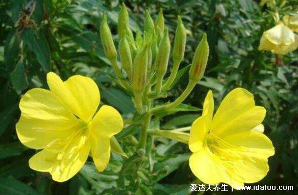 黃花草油酸是什么東西功效作用有哪些，是人體無法合成的不飽和脂肪酸