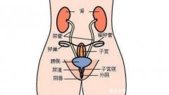有哪些女性生理結構的圖片？真實女園圖片(含卡通科普表)