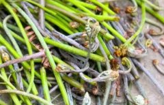 孕婦可以經常吃蕨菜嗎(懷孕三個月可以吃