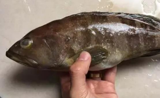 吃石斑魚有哪些好處？寶寶可以吃石斑魚嗎