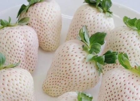 白草莓有哪些品種？為什么白草莓這么貴