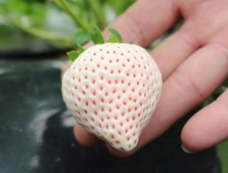 白草莓有哪些品種？為什么白草莓這么貴