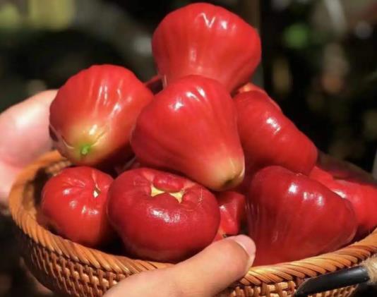 蓮霧紅紅的是染色了嗎？蓮霧從哪一頭吃比較好