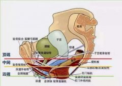 女人人體生理解剖學(女性人體基礎解剖樣