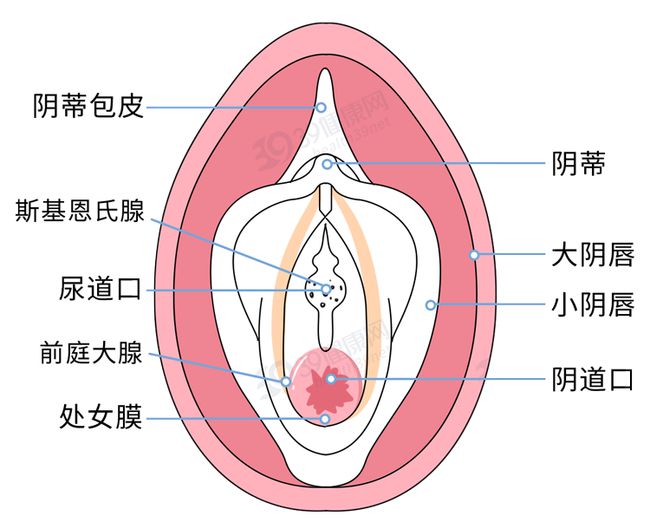 女性陰部真實照片：處于良好的狀態女人真實完美花園及處女膜解剖學圖片多圖
