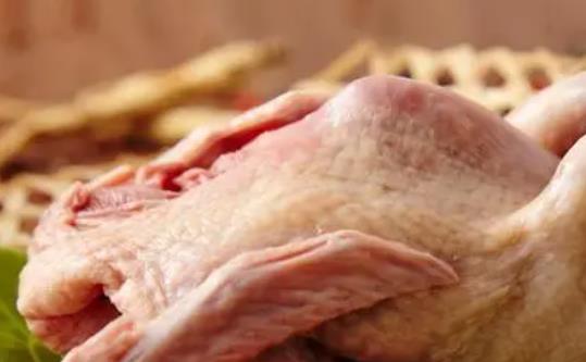 鴿子肉是發物嗎？鴿子肉什么人群不能吃？