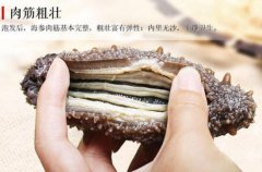 野生海參的價格需要多少錢一斤?