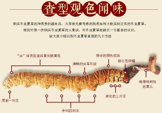 冬蟲夏草是蟲還是草_冬蟲夏草是植物還是動物