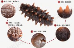 大連海參哪個島最好_大連本地人吃哪個牌子海參	