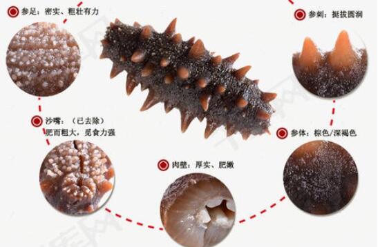 煮海參的水千萬不要再倒掉了，對身體有哪些好處