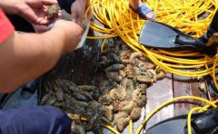 野生海參與養殖海參的五大區別