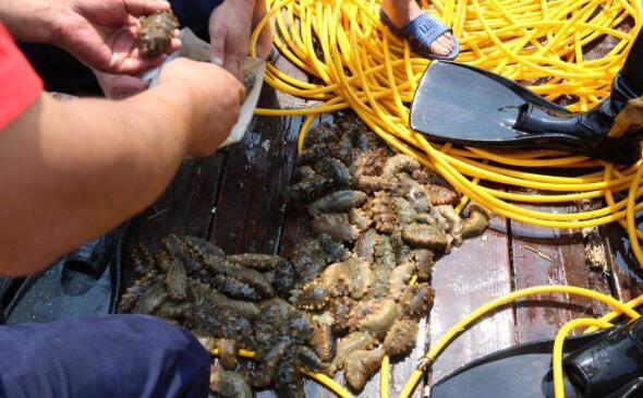 野生海參與養殖海參的五大區別