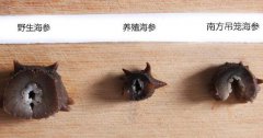 野生海參是大個的好還是小的好
