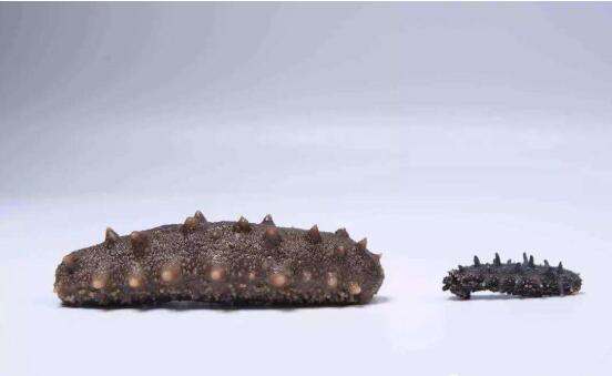 全世界最好的四種海參，世界最好的海參產自于哪里
