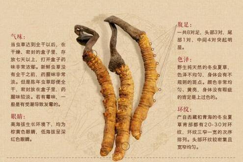 如何看出優質的冬蟲夏草，如何挑選正宗蟲草