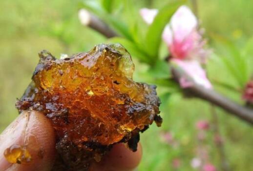 桃膠泡發的水要倒掉嗎，桃膠泡發后碎碎的對么