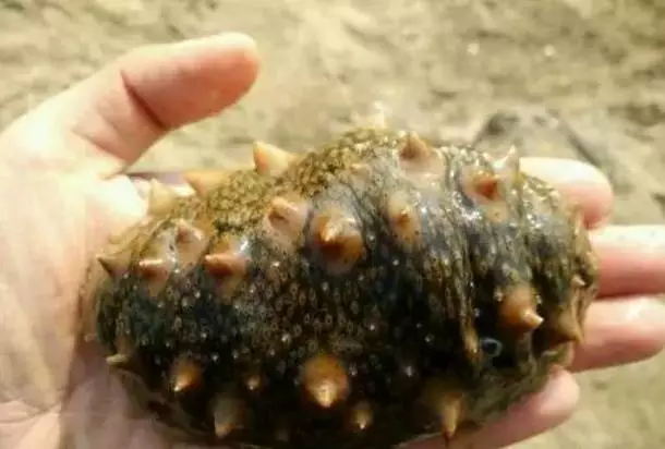 海參