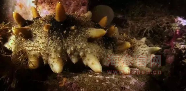 海參