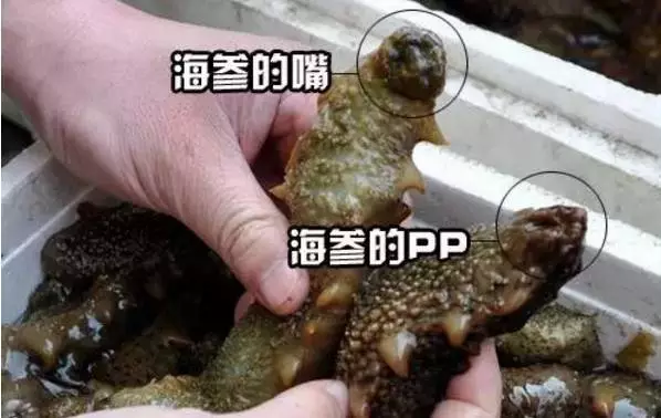 海參