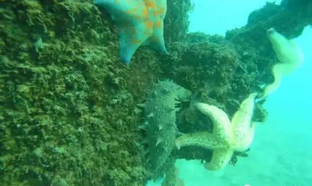 海參