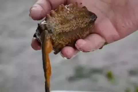 海參