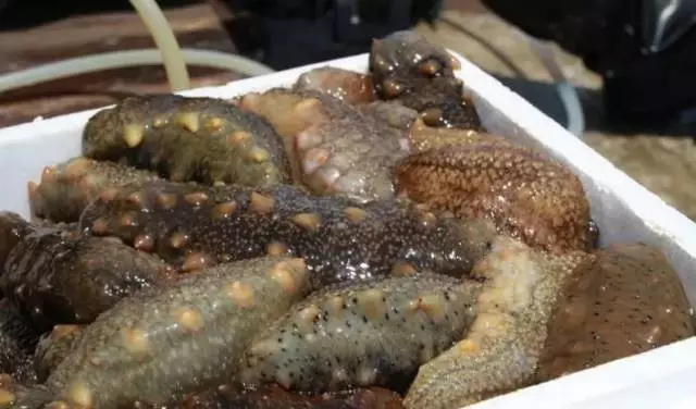 海參