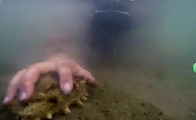 海參