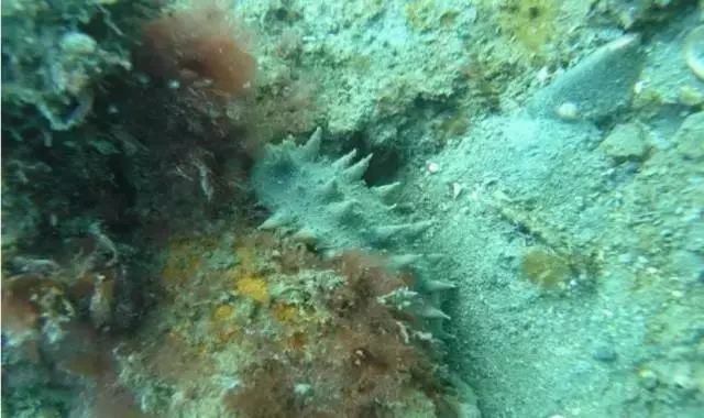 海參