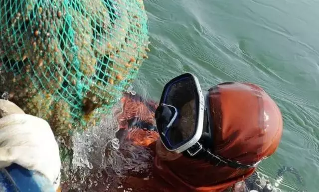 海參