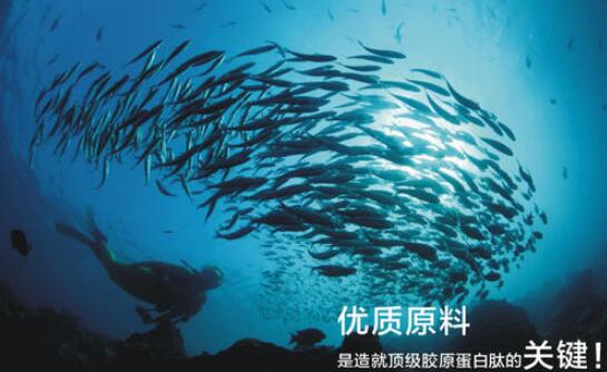 深海鱈魚膠原蛋白肽孕婦可以吃嗎,深海鱈魚膠原蛋白肽作用