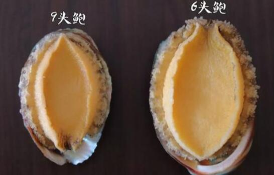 干鮑魚中哪一種最好，鮑魚干得好還是活的好