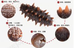 海參對濕疹人來說是發物嗎，海參會導致濕疹嗎