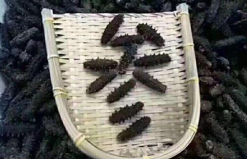 海參哪里的產地最好，全世界最好的海參產地是哪里