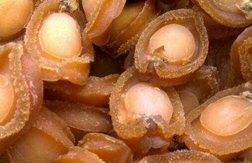 干鮑魚要怎么泡發，干鮑魚如何家庭做法