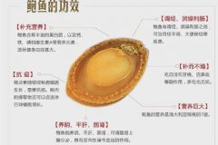 鮑魚無水可以活幾天，鮑魚買回家可以養多久