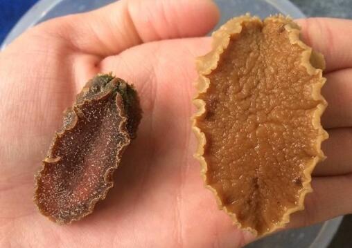 鮑魚的屬性百度百科，脾胃虛寒能吃鮑魚嗎