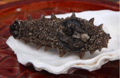 干海參保質期多長時間，干海參發霉鑒別