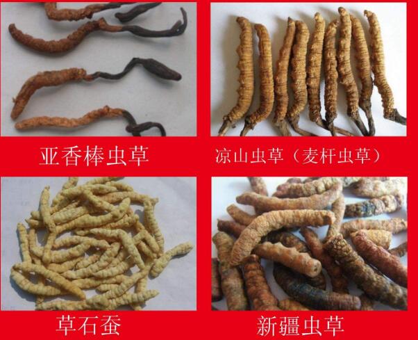冬蟲夏草真假圖片大全，假蟲草和真蟲草的區別有哪些