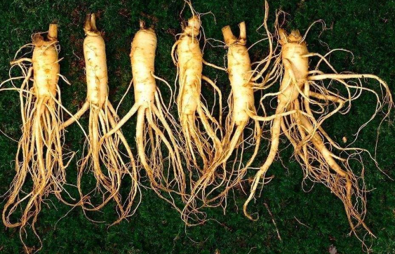長白山人參種子種植技術,人參種子批發價格